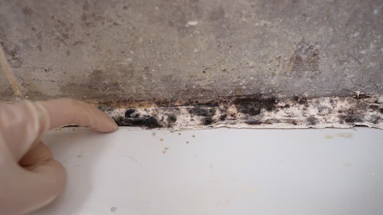 Best Mold Damage Restoration  in Madison, GA