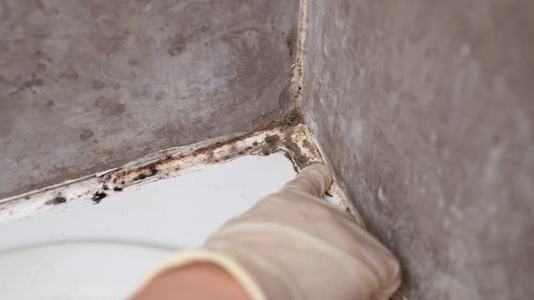 Trusted Madison, GA Mold Removal Experts